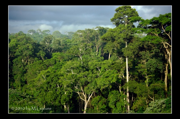 "Mabira Rain Forest"